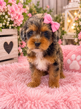 Dolly -  Cavapoo Dog for Sale in Farmville, North Carolina - Dolly | PetCurious