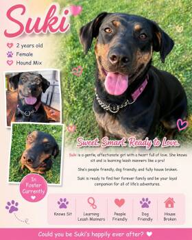Suki -  Mixed Breed and Black And Tan Coonhound Dog for Adoption in Ashland, Kentucky - Suki | PetCurious