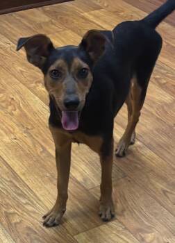 Misty -  Mixed Breed Dog for Adoption in Ocala, Florida - Misty | PetCurious