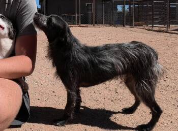 Turbo -  Terrier Dog for Adoption in San Tan Valley, Arizona - Turbo | PetCurious