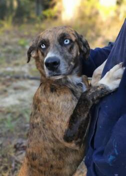 Rescue Catahoula Leopard Dog Dogs for Adoption in Fort Payne, Alabama - Akia | PetCurious