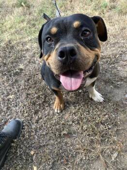 BLACK -  Mixed Breed Dog for Adoption in Dallas, Texas - BLACK | PetCurious