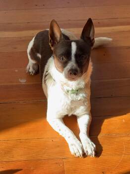 Rescue Chihuahua Dogs for Adoption in Bothell, Washington - Aragorn | PetCurious