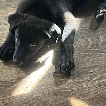 Frankie - Home to Home -  German Shepherd Dog and Black Labrador Retriever Dog for Adoption in South Elgin, Illinois - Frankie - Home To Home | PetCurious