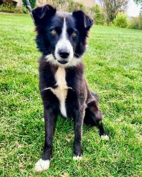 Rescue Border Collie Dogs for Adoption in Orland Park, Illinois - Becca | PetCurious