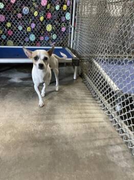 Tito -  Chihuahua Dog for Adoption in Victorville, California - Tito | PetCurious