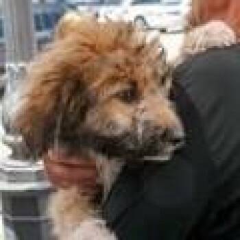 Mixed Breed Dogs Available for Adoption in Dallas, Texas - Jake | PetCurious