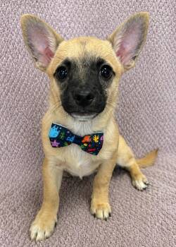 Chihuahua Dogs Available for Adoption in Lodi, California - Donny | PetCurious