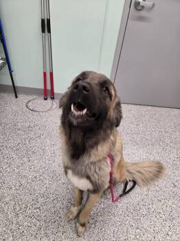 Terrier Dogs Available for Adoption in Athens, Tennessee - Valerie | PetCurious