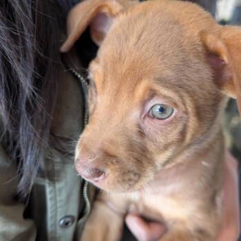 Mixed Breed Dogs Available for Adoption - Caramel | PetCurious