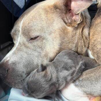 Sequoia -  Pit Bull Terrier Dog for Adoption in Brainerd, Minnesota - Sequoia | PetCurious