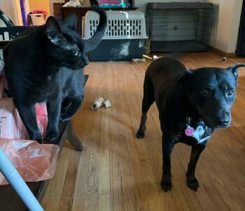Bo -  Rottweiler Dog for Adoption in Deering, New Hampshire - Bo | PetCurious