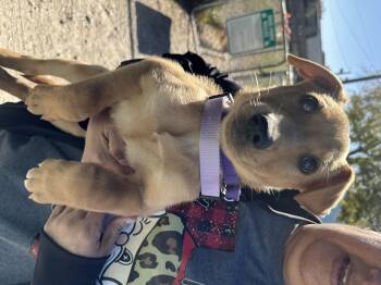 Labrador Retriever and Smooth Collie Dogs Available for Adoption in Houston, Texas - Stevie Nicks | PetCurious