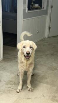 Polar Bear -  Great Pyrenees Dog for Adoption in Dallas, Texas - Polar Bear | PetCurious