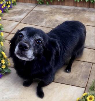 Pomeranian Dogs Available for Adoption - Joker! Needs A Special Home!  | PetCurious