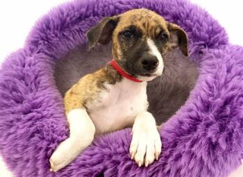 MATILDA -  Labrador Retriever and Mixed Breed Dog for Adoption in Fort Lauderdale, Florida - MATILDA | PetCurious