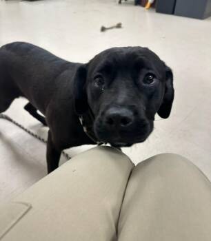 Mastiff and Labrador Retriever Dogs Available for Adoption in Clayton, New Jersey - Daffodil  | PetCurious