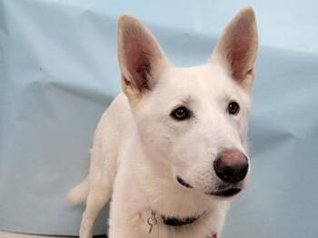 Krypto -  White German Shepherd and Mixed Breed Dog for Adoption in Minneapolis, Minnesota - Krypto | PetCurious