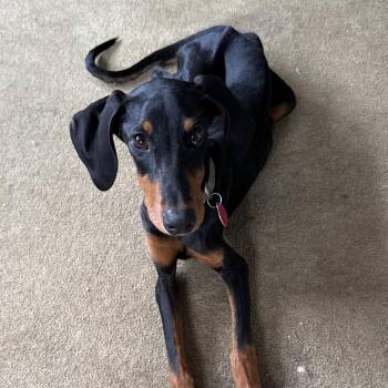 Savannah -  Doberman Pinscher Dog for Adoption in Columbia, South Carolina - Savannah | PetCurious