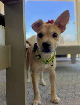 Suki -  Mixed Breed Dog for Adoption in Palm Springs, Florida - Suki | PetCurious
