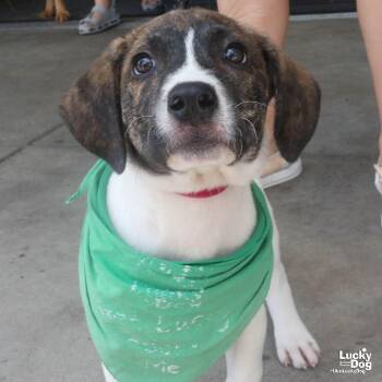 Cole -  Shepherd and Labrador Retriever Dog for Adoption in Washington, District Of Columbia - Cole | PetCurious