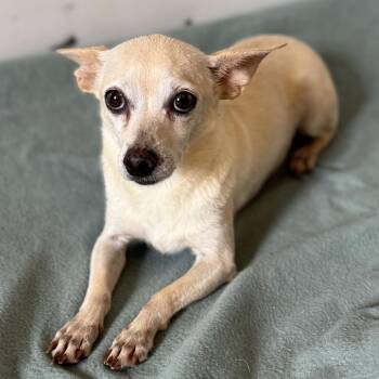 Chihuahua and Mixed Breed Dogs Available for Adoption in Brownsboro, Alabama - Custard | PetCurious