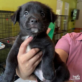 Rescue Labrador Retriever and Retriever Dogs for Adoption in Washington, District Of Columbia - Baby Piza | PetCurious