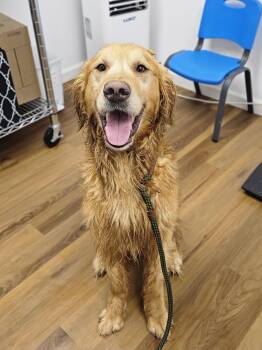 SIMBA 425 -  Golden Retriever Dog for Adoption in New Berlin, Wisconsin - SIMBA 425 | PetCurious