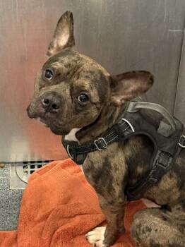 CHIP -  Mixed Breed Dog for Adoption in Dallas, Texas - CHIP | PetCurious
