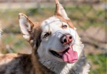 BLAZE -  Siberian Husky Dog for Adoption in Palo Alto, California - BLAZE | PetCurious