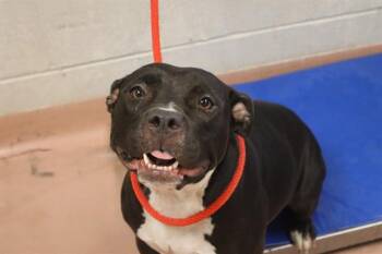 Rescue Mixed Breed Dogs for Adoption in Columbia, South Carolina - BERRY | PetCurious