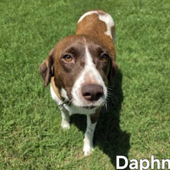 Daphne -  English Pointer and Labrador Retriever Dog for Adoption in Medfield, Massachusetts - Daphne | PetCurious