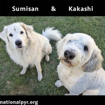Rescue Great Pyrenees and Poodle Dogs for Adoption in Beacon, New York - Kakashi & Sumisan In OH - Bonded Brothers! | PetCurious