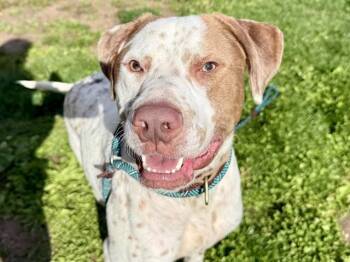English Pointer and Mixed Breed Dogs Available for Adoption in Pueblo, Colorado - ROUX | PetCurious