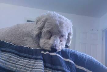 Bruno Buzz Buzz -  Poodle and Golden Retriever Dog for Adoption in Millcreek, Utah - Bruno Buzz Buzz | PetCurious