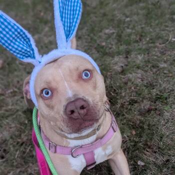 Pit Bull Terrier Dogs Available for Adoption in Peotone, Illinois - Peter | PetCurious