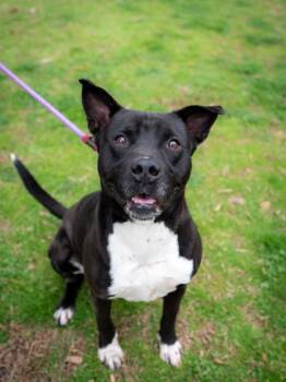 Mixed Breed Dogs Available for Adoption in Chamblee, Georgia - Sanrio | PetCurious
