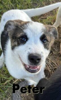 Rescue Shepherd and Beagle Dogs for Adoption in Dover, Arkansas - Peter - N | PetCurious