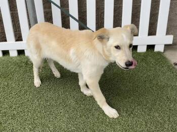 Labrador Retriever and Mixed Breed Dogs Available for Adoption - CRUZ | PetCurious