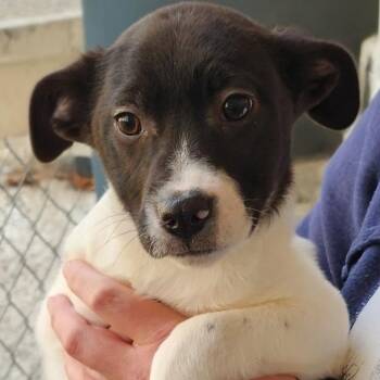 Mixed Breed Dogs Available for Adoption - Seabean | PetCurious