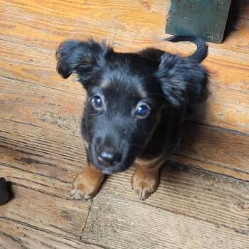 Mickey -  Border Collie Dog for Adoption in Melrose, Florida - Mickey | PetCurious
