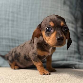 Dachshund Dogs Available for Adoption in Las Vegas, Nevada - Vienna | PetCurious