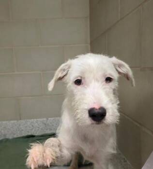 Sycamore -  Labrador Retriever and Standard Poodle Dog for Adoption in Morton Grove, Illinois - Sycamore | PetCurious