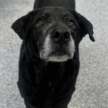 Black Labrador Retriever Dogs Available for Adoption - Chance **No Adoption Fee Through March** | PetCurious