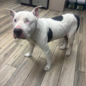 Mixed Breed Dogs Available for Adoption in Henderson, Kentucky - Goomer | PetCurious