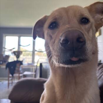 German Shepherd Dog and Yellow Labrador Retriever Dogs Available for Adoption in Fort Wayne, Indiana - Wren | PetCurious