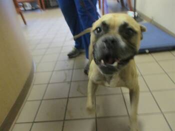 Rescue Boxer and Mixed Breed Dogs for Adoption in Ocala, Florida - JASON | PetCurious