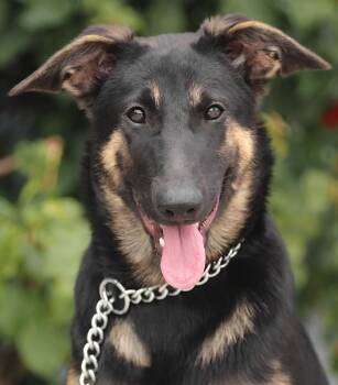 German Shepherd Dog Dogs Available for Adoption in Los Angeles, California - *Kiki Von Kandel | PetCurious