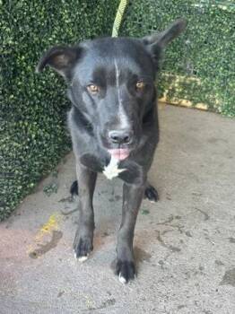 Lloyd* -  Shepherd and Mixed Breed Dog for Adoption in El Paso, Texas - Lloyd* | PetCurious