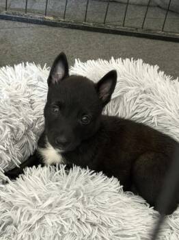 Nugget -  Belgian Shepherd Malinois Dog for Adoption in Pleasant Hill, California - Nugget | PetCurious